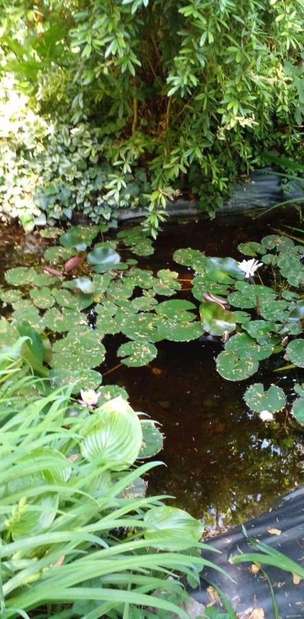 Faludi Vendeghaz Villa Vonyarcvashegy Bagian luar foto